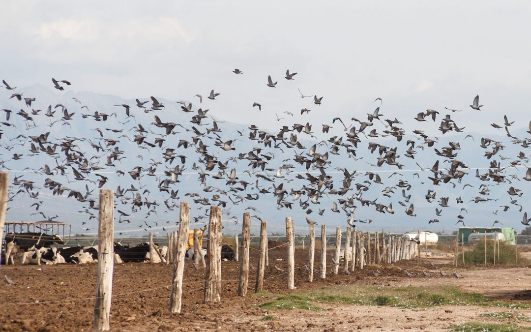 More than 20 years of tradition in dove and pigeon hunting in Argentina