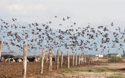 More than 20 years of tradition in dove and pigeon hunting in Argentina