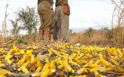 Argentina Dove Hunting: An Unmatched Experience for Enthusiasts