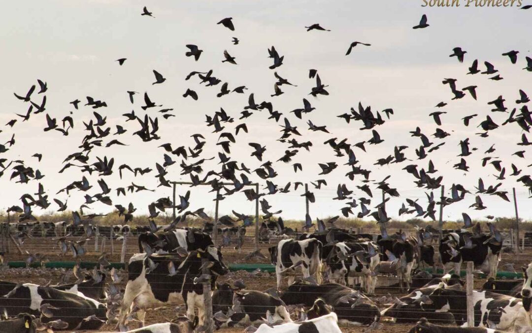 Pigeon Hunting Season in Argentina with South Pioneers