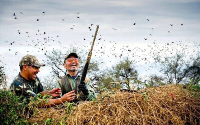 Dove and pigeon hunting in Argentina