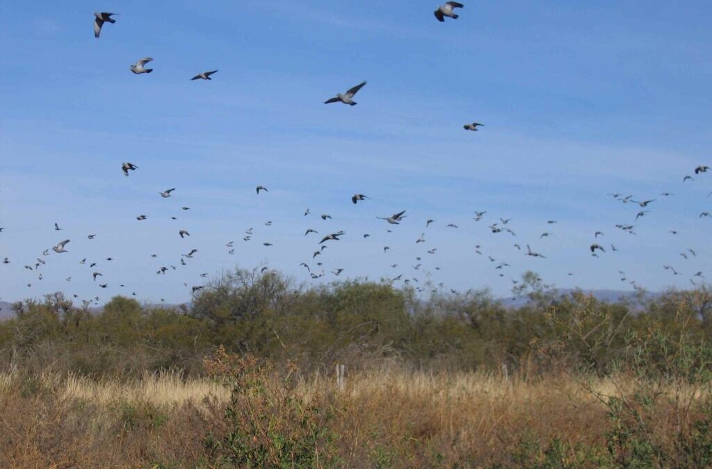 Best time to go dove hunting in Argentina