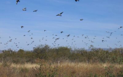 Best time to go dove hunting in Argentina