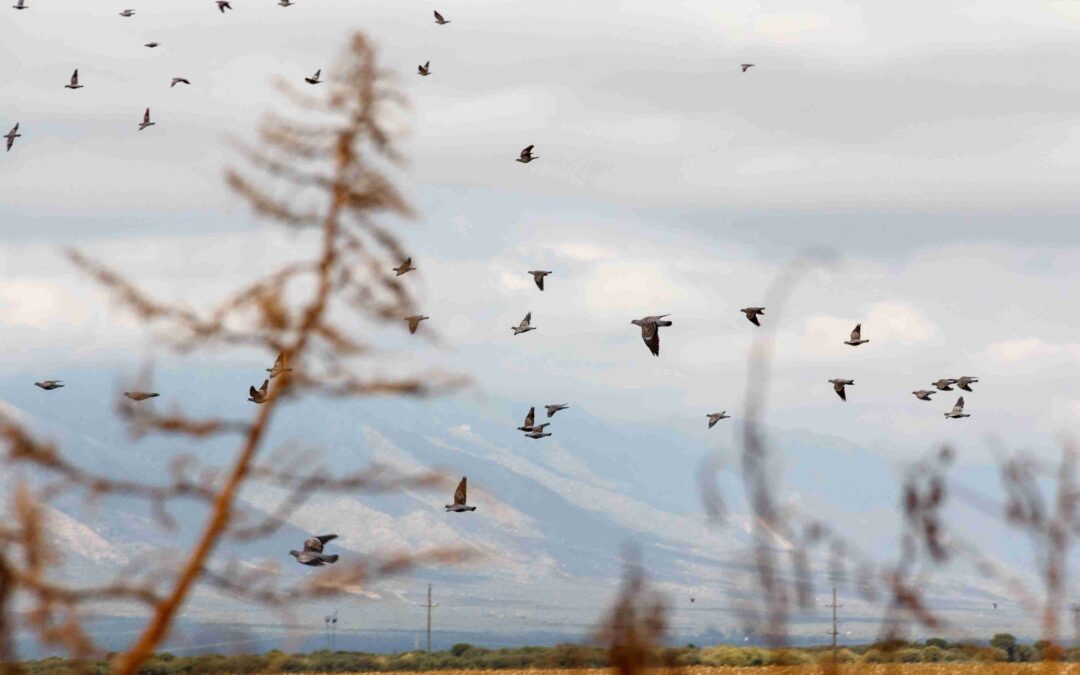 The Best Dove Hunting in the World: Discovering Unmatched Experiences