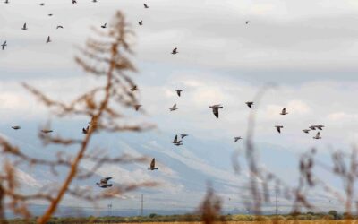 San Luis is where Argentina dove hunting trips become real