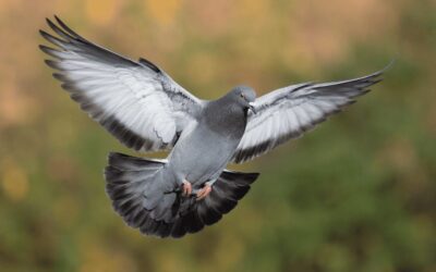 Comparing Dove and Pigeon Flight and Behavior